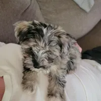 Molly, a female Miniature Schnauzer for sale in Jefferson, GA – 2 of 5