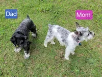 Molly, a female Miniature Schnauzer for sale in Jefferson, GA – 5 of 5