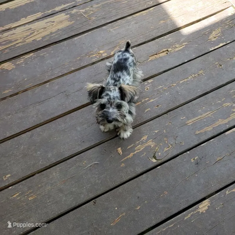 Molly – Miniature Schnauzer puppy for sale in Jefferson, GA