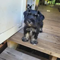 CKC Maggie, a female Miniature Schnauzer for sale in Jefferson, GA – 1 of 6