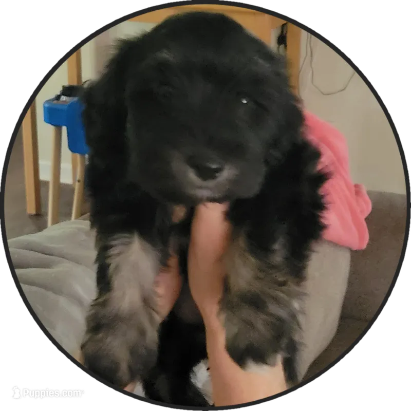 Maggie – Miniature Schnauzer puppy for sale in Jefferson, GA