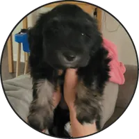 Maggie, a female Miniature Schnauzer for sale in Jefferson, GA – 1 of 5