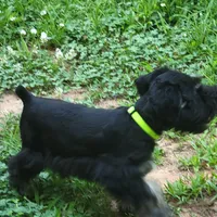 CKC Maggie, a female Miniature Schnauzer for sale in Jefferson, GA – 2 of 6