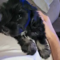 Maggie, a female Miniature Schnauzer for sale in Jefferson, GA – 3 of 5