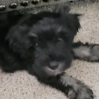Maggie, a female Miniature Schnauzer for sale in Jefferson, GA – 2 of 5
