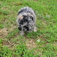 Molly, a female Miniature Schnauzer for sale in Jefferson, GA – 4 of 5