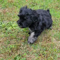 Maggie, a female Miniature Schnauzer for sale in Jefferson, GA – 4 of 5