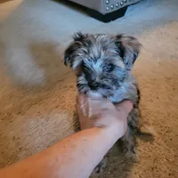 Molly, a female Miniature Schnauzer for sale in Jefferson, GA – 3 of 5