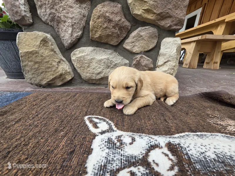 Leo – Golden Retriever puppy for sale in Rushville, NY