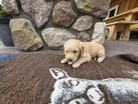 Leo, a male Golden Retriever for sale in Rushville, NY – 1 of 1