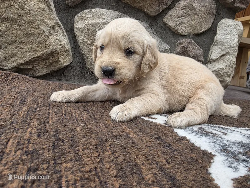 Taffy – Golden Retriever puppy for sale in Rushville, NY