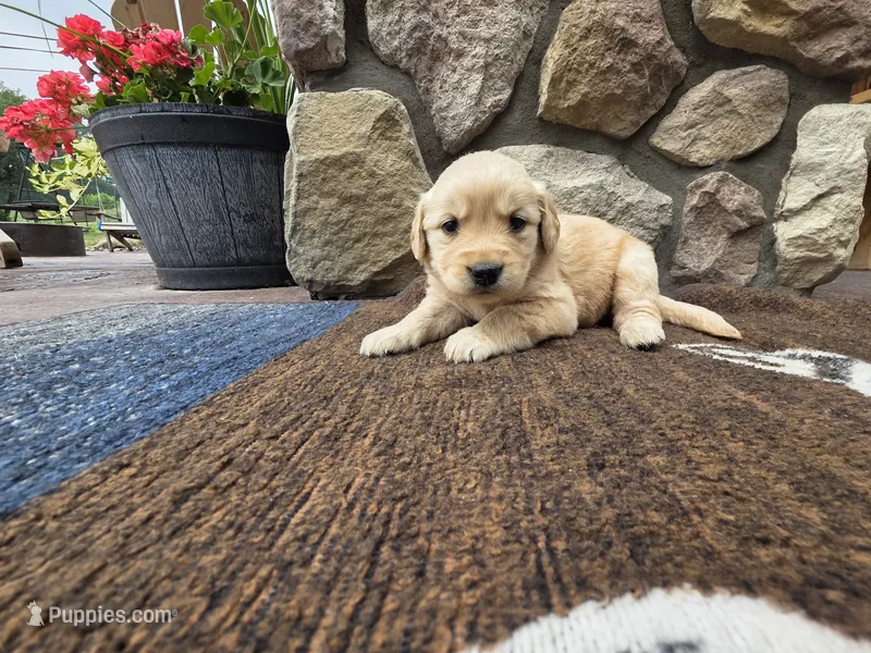 Rusty – Golden Retriever puppy for sale in Rushville, NY