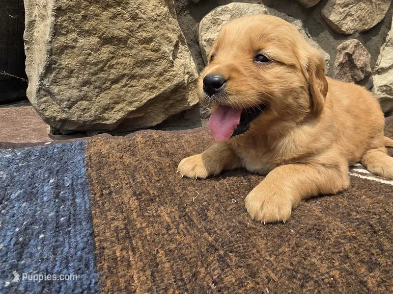 Daisy  – Golden Retriever puppy for sale in Rushville, NY