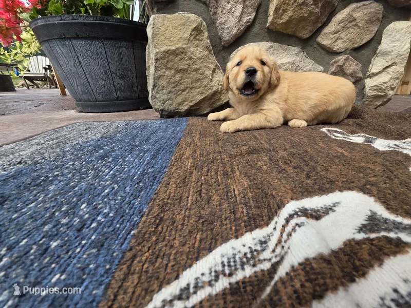 Cooper  – Golden Retriever puppy for sale in Rushville, NY