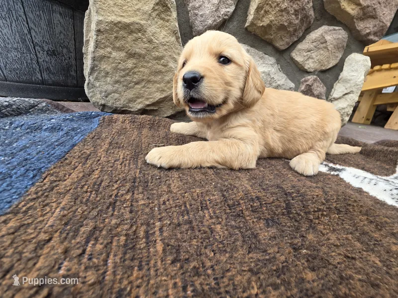 Jax – Golden Retriever puppy for sale in Rushville, NY