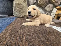 Jax, a male Golden Retriever for sale in Rushville, NY – 1 of 1
