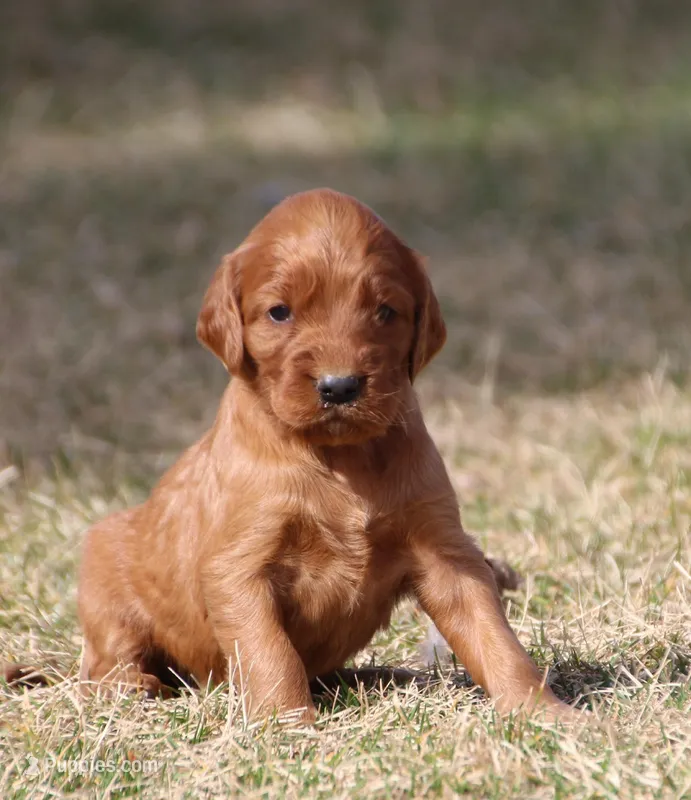 Charlie  – Irish Setter puppy for sale in Pasco, WA
