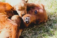 Charlie , a male Irish Setter for sale in Pasco, WA – Photo 2 of 3