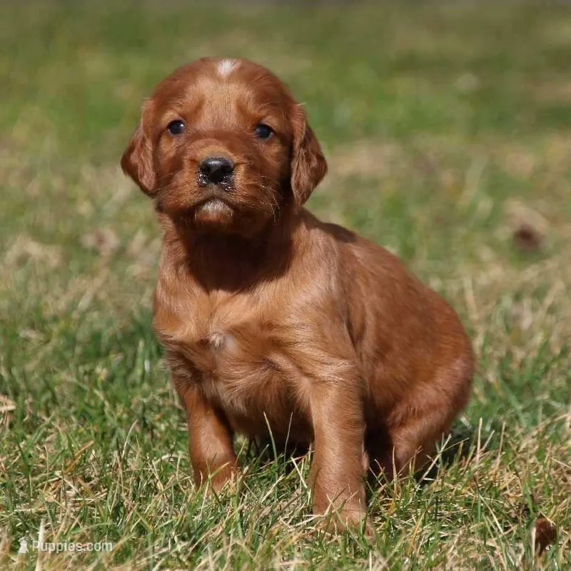 Tatum monroe – Irish Setter puppy for sale in Pasco, WA