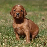 Tatum monroe, a female Irish Setter for sale in Pasco, WA – Photo 2 of 3