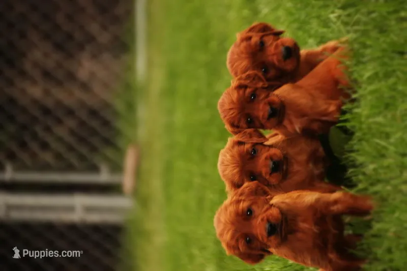 Tatum monroe – Irish Setter puppy for sale in Pasco, WA