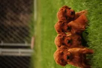 Tatum monroe, a female Irish Setter for sale in Pasco, WA – Photo 1 of 3