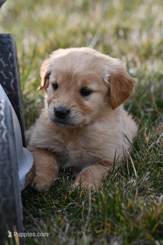 Harley , a female Golden Retriever for sale in Pasco, WA – Photo 1 of 1