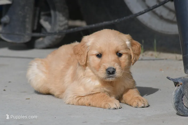 Ranger, a male Golden Retriever for sale in Pasco, WA – Photo 1 of 2