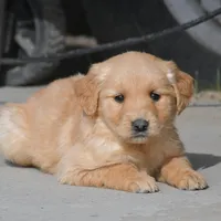 Ranger, a male Golden Retriever for sale in Pasco, WA – Photo 1 of 2