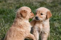 Ranger, a male Golden Retriever for sale in Pasco, WA – Photo 2 of 2