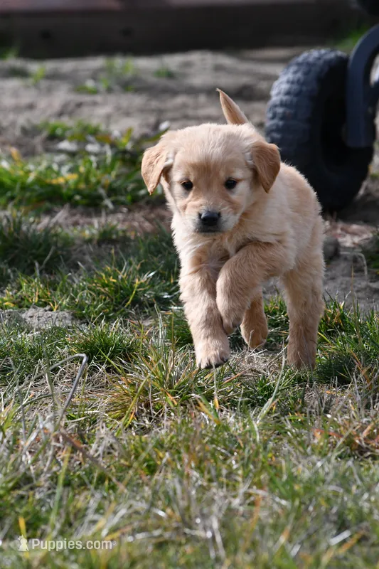 Willow, a female Golden Retriever for sale in Pasco, WA – Photo 1 of 2