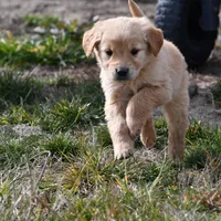 Willow, a female Golden Retriever for sale in Pasco, WA – Photo 1 of 2