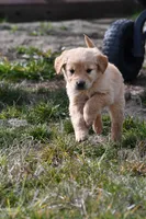 Willow, a female Golden Retriever for sale in Pasco, WA – Photo 1 of 2