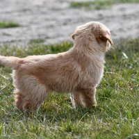 Willow, a female Golden Retriever for sale in Pasco, WA – Photo 2 of 2