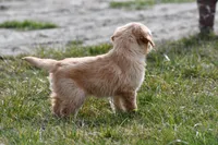 Willow, a female Golden Retriever for sale in Pasco, WA – Photo 2 of 2