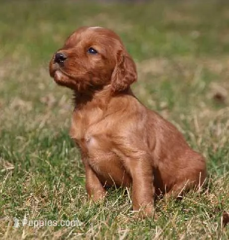 Hunter  – Irish Setter puppy for sale in Pasco, WA