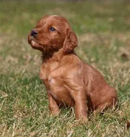 Hunter , a male Irish Setter for sale in Pasco, WA – Photo 1 of 3
