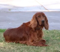 Hunter , a male Irish Setter for sale in Pasco, WA – Photo 3 of 3