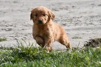 Copper , a male Golden Retriever for sale in Pasco, WA – Photo 1 of 2