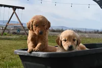 Copper , a male Golden Retriever for sale in Pasco, WA – Photo 2 of 2