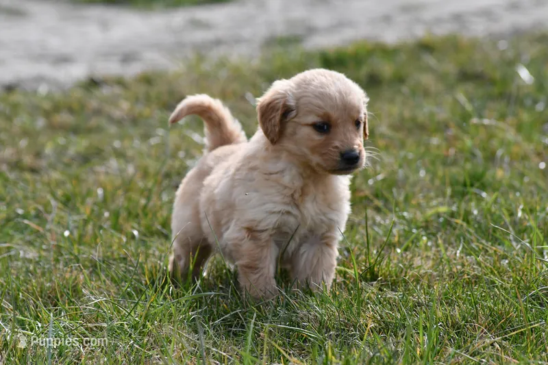Luca , a male Golden Retriever for sale in Pasco, WA – Photo 1 of 2