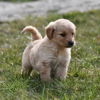 Luca , a male Golden Retriever for sale in Pasco, WA – Photo 1 of 2