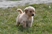 Luca , a male Golden Retriever for sale in Pasco, WA – Photo 1 of 2