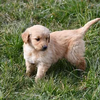 Luca , a male Golden Retriever for sale in Pasco, WA – Photo 2 of 2