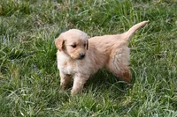 Luca , a male Golden Retriever for sale in Pasco, WA – Photo 2 of 2