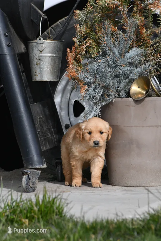 Trump – Golden Retriever puppy for sale in Pasco, WA