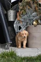 Trump, a male Golden Retriever for sale in Pasco, WA – 1 of 1