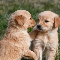 Axel , a male Golden Retriever for sale in Pasco, WA – Photo 2 of 2