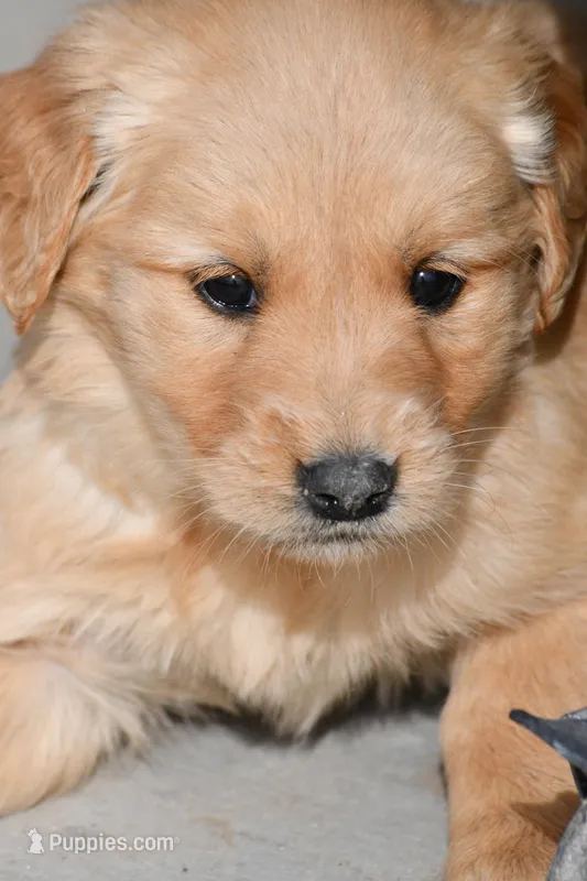 Axel , a male Golden Retriever for sale in Pasco, WA – Photo 1 of 2