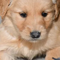 Axel , a male Golden Retriever for sale in Pasco, WA – Photo 1 of 2